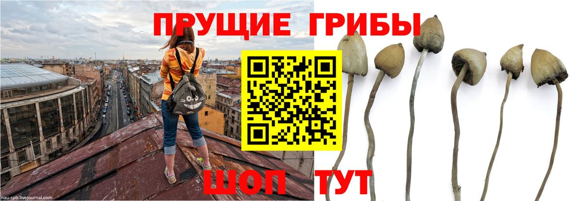 Городец  Псилоцибиновые грибы прущие грибы  Вход с VPN  закладки  Псилоцибиновые грибы Cubensis 